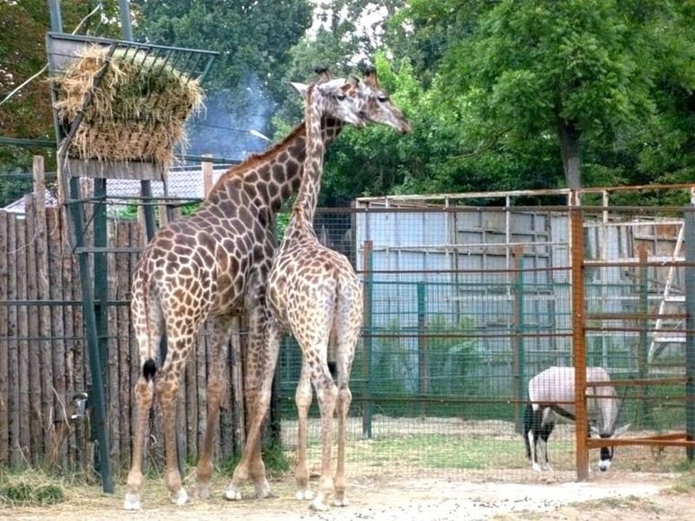 Краснодарский "Сафари-парк" вернули в собственность муниципалитета - МК на Кубан